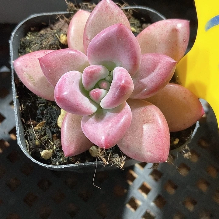 多肉植物932多肉