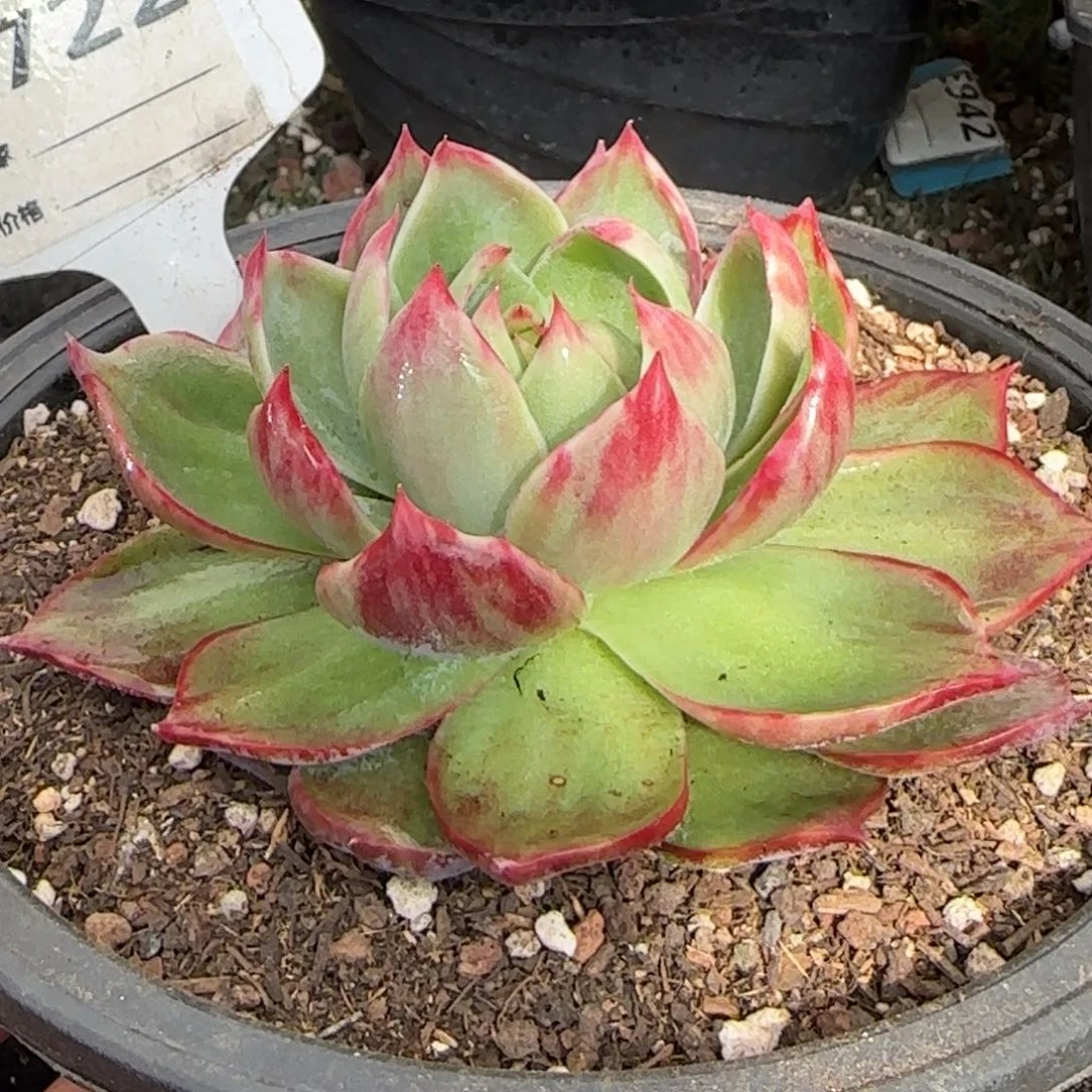 花脸拉丝惊鸿一物一拍包装收缩花旱722