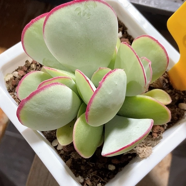 多肉植物白眉6136