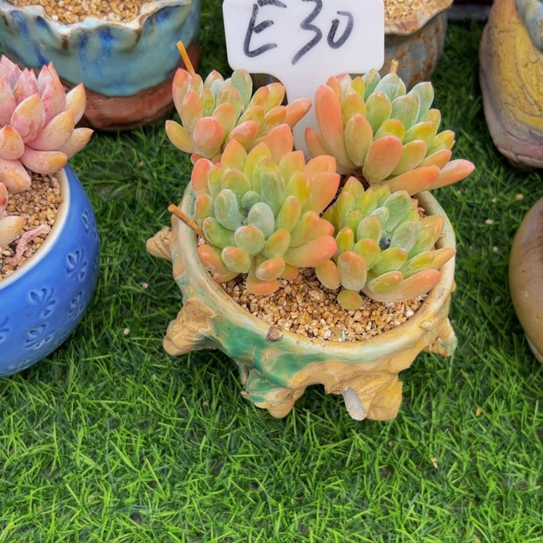 小老桩灯美人福利