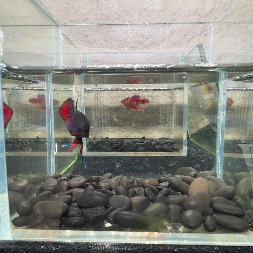 斗鱼阿浩泰斗27日100