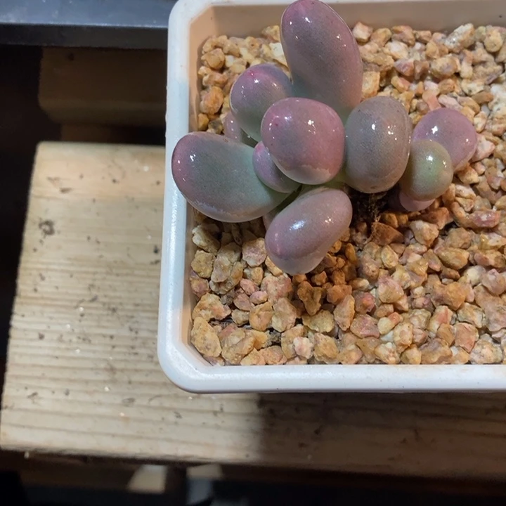 雪***险米可奶酪多肉植物