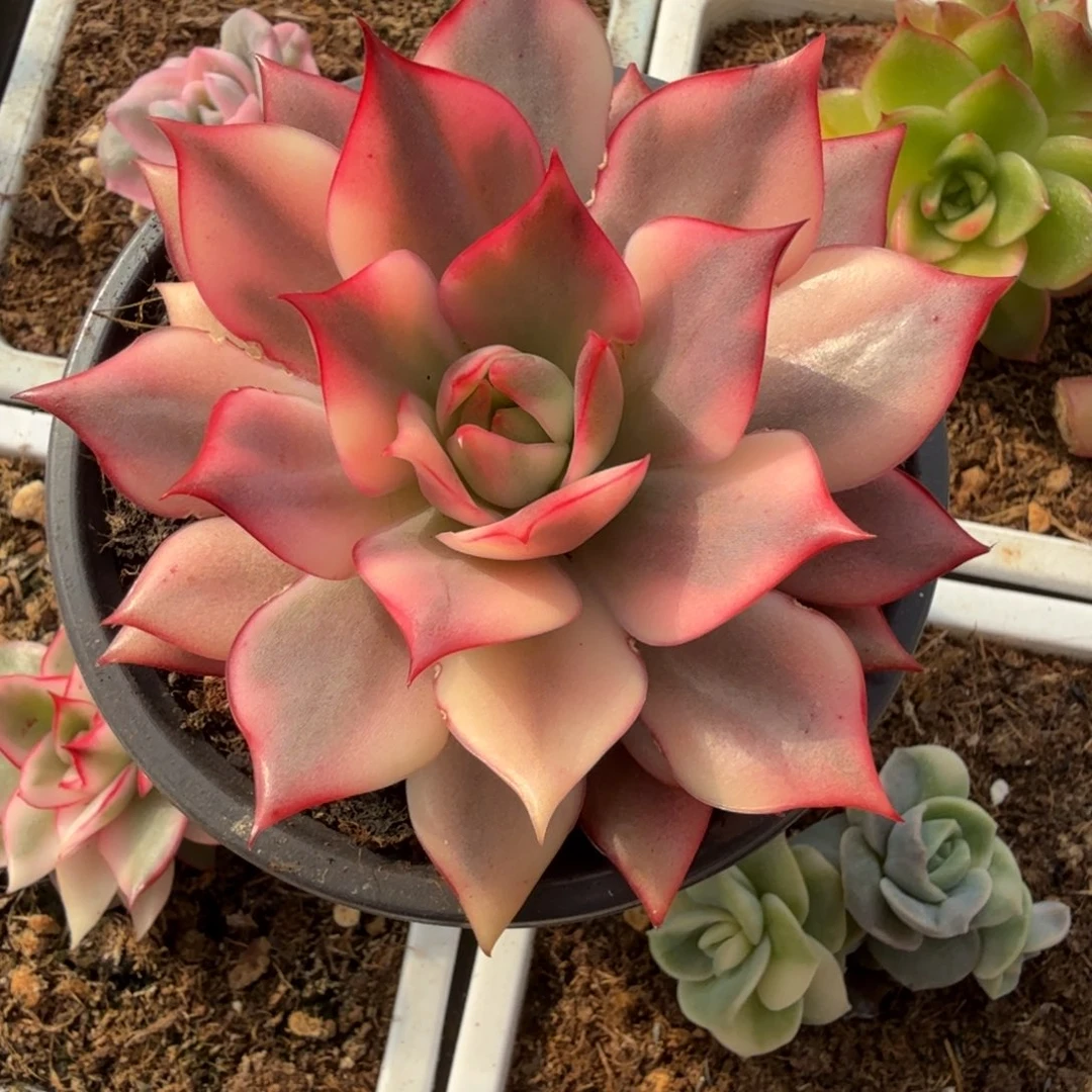 胡***️红宝莲灯锦锦上园艺一物一拍