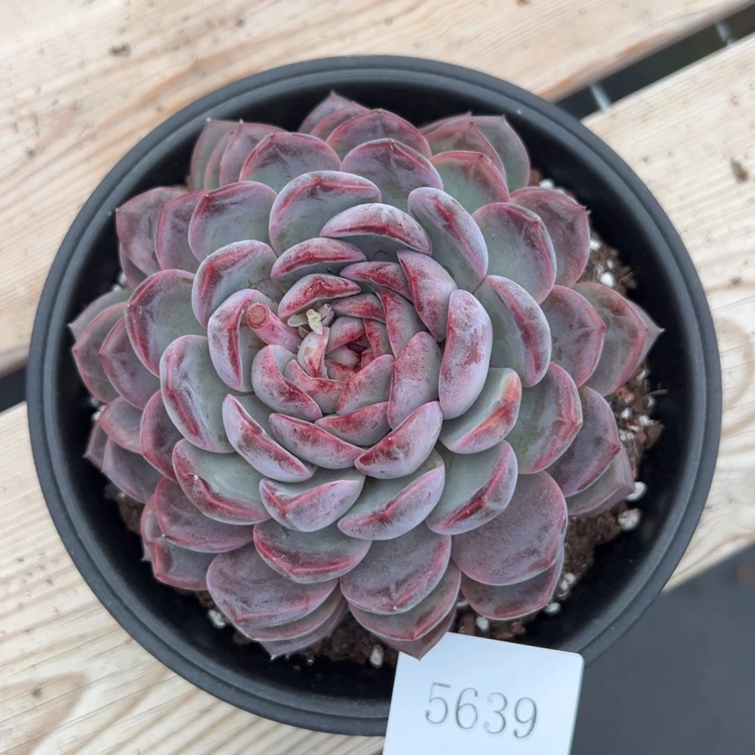 猪*5639肉肉肉肉肉肉肉肉肉肉