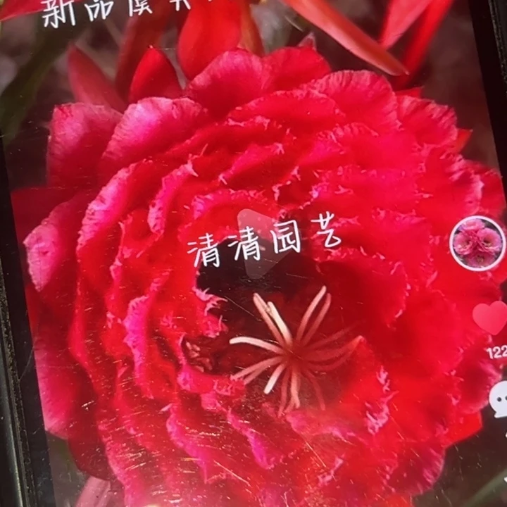 清清虞美人侧牙瑕疵黑点