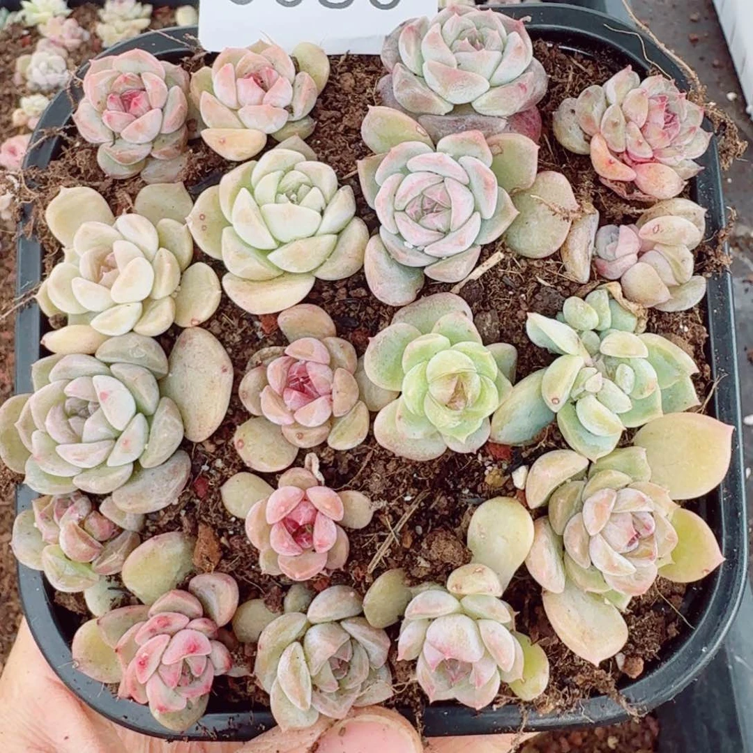 杂交新品珍妮多肉80量拍一份