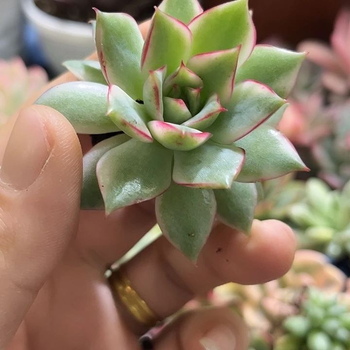 20宝莲灯锦炸多肉植物