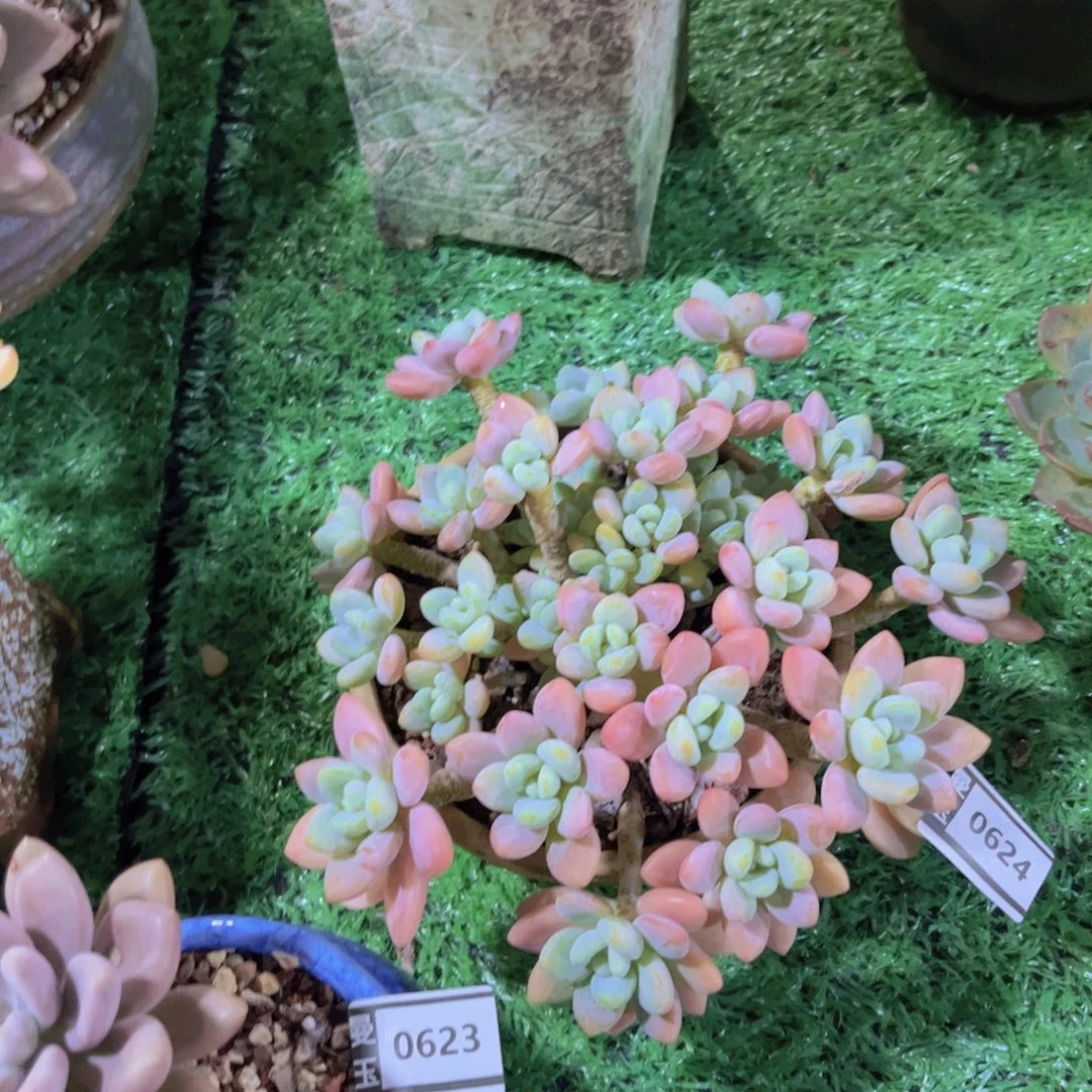 香水洛神多肉植物0624