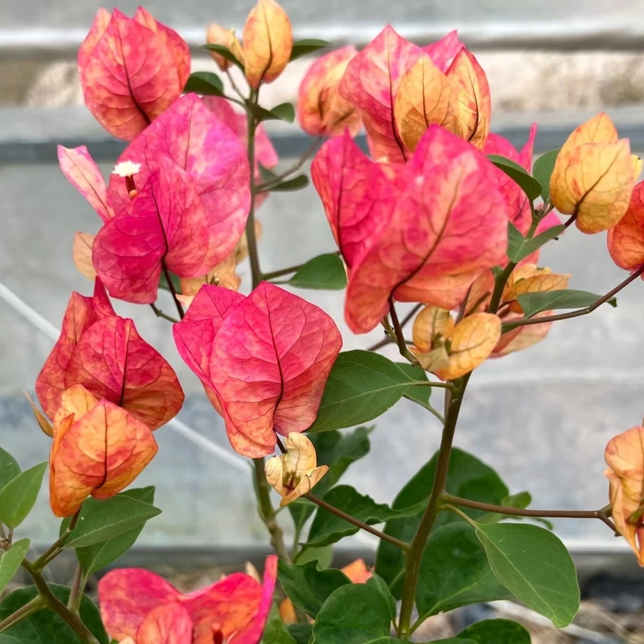 新品【阿珠娜】复花花中勤花品种！喜阳！