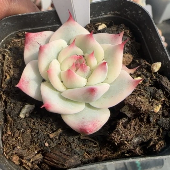 9吉娃娃锦一物一拍多肉