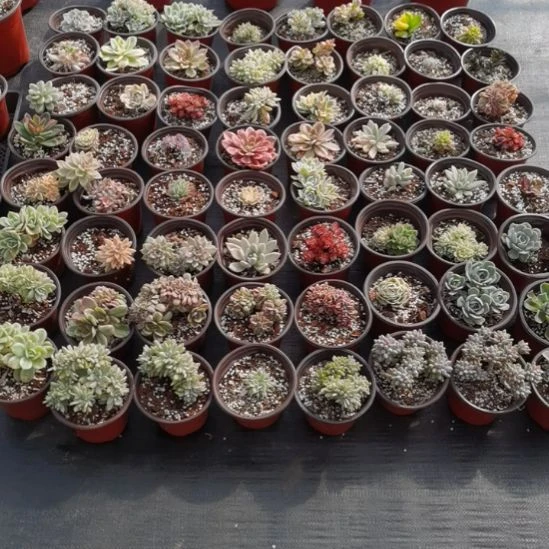 不同品种5盆包邮（二十多个品种里挑选）不包偏远地区