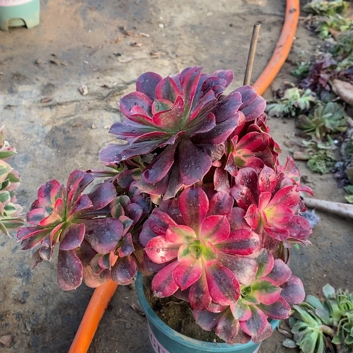 美杜莎多肉植物2。