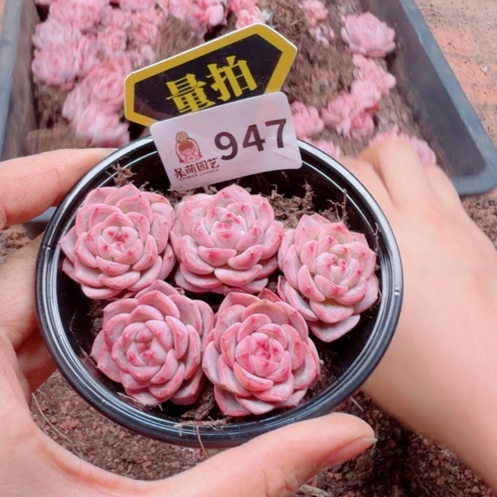 多肉植物多肉植物