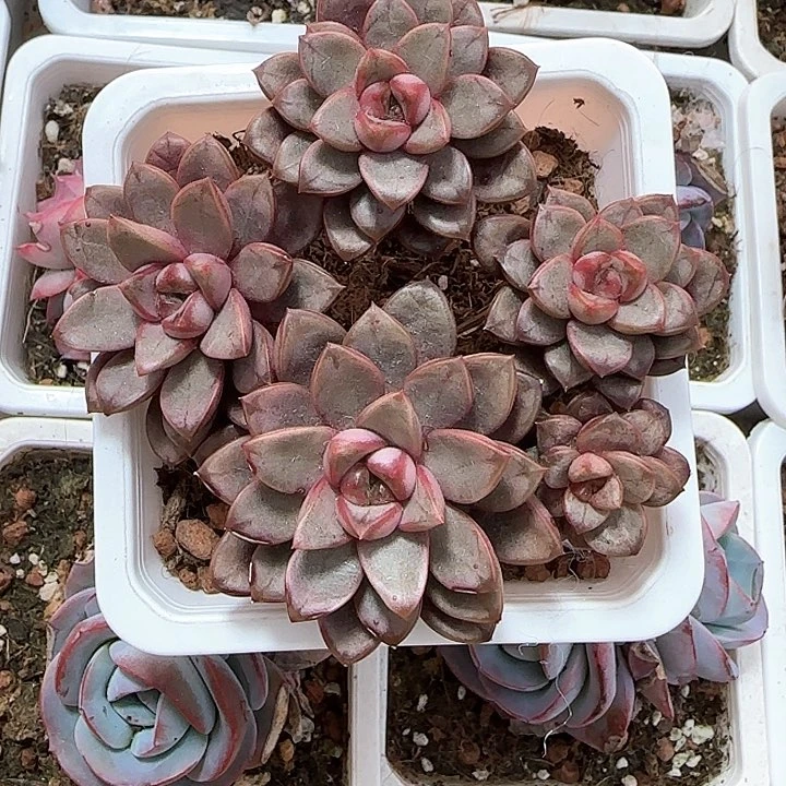 青蛙王子儿童牙膏111