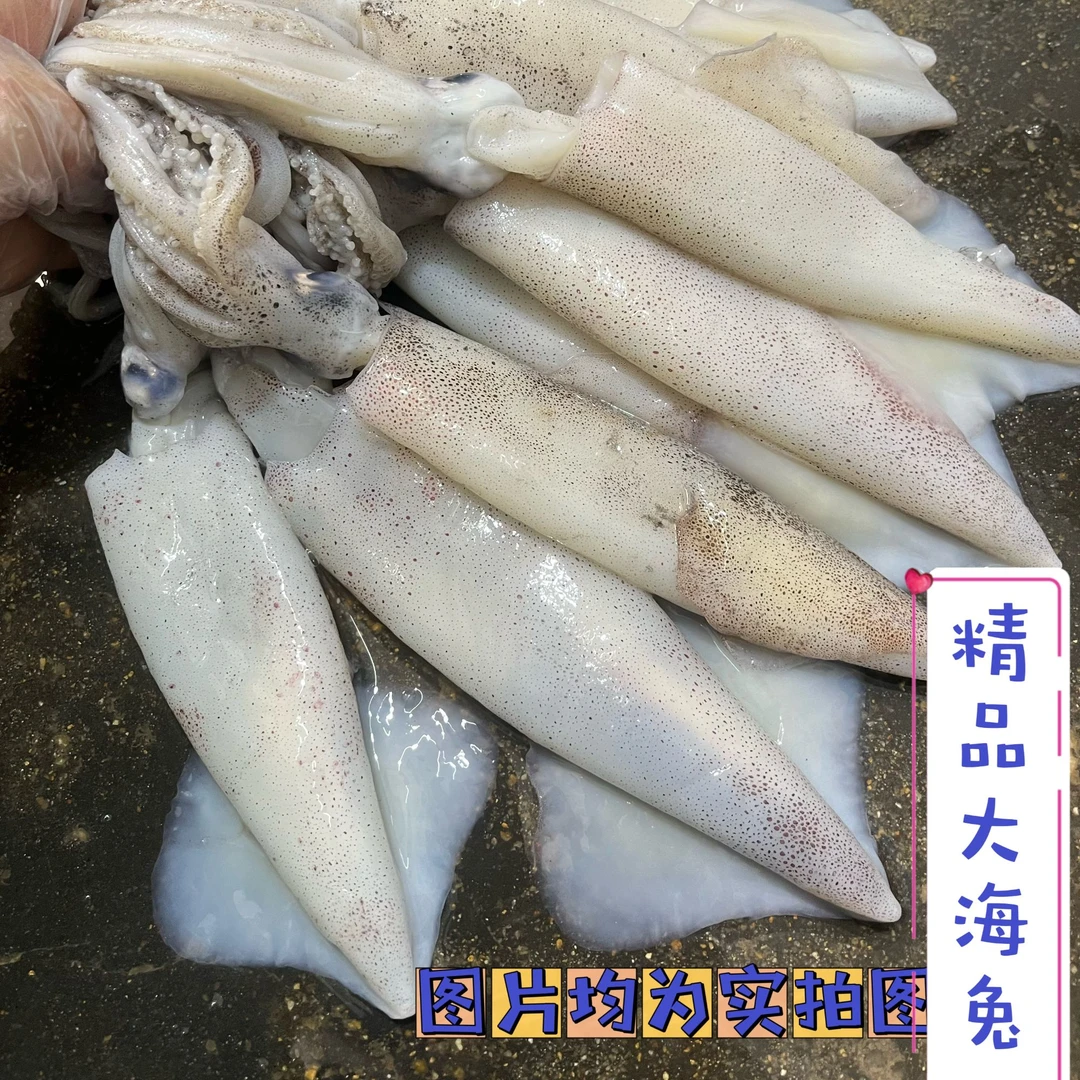W【大号精品】笔管鱼海兔净3斤+1斤每斤约8只新鲜速冻少量带籽