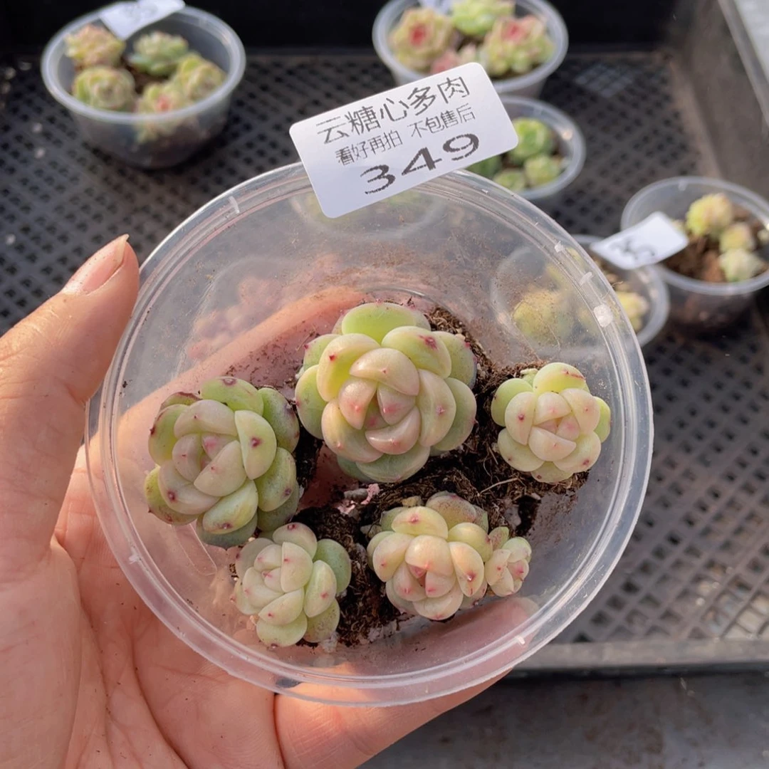 云糖心多肉植物349