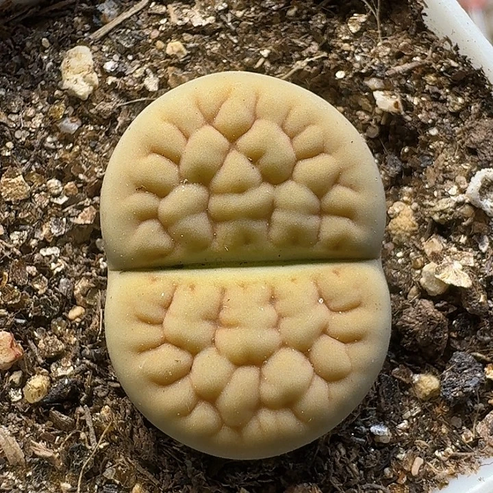 生石花11111。  139