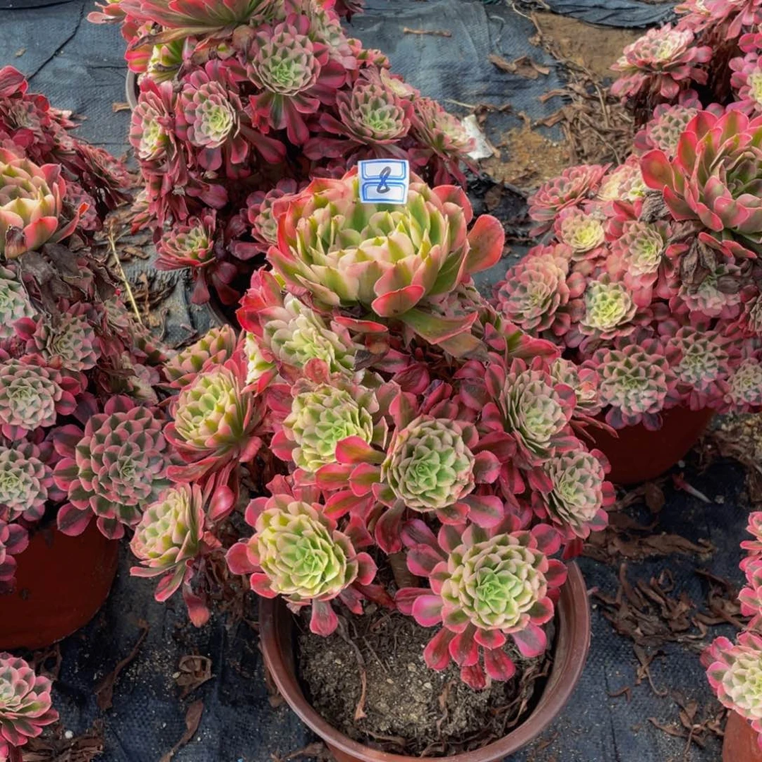 红铜锦鲜花老桩8鲜花