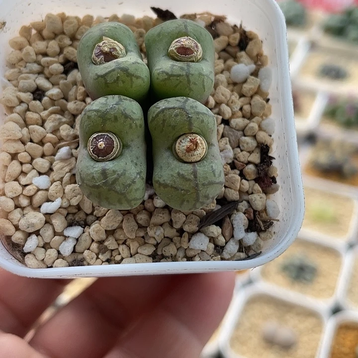 佳人园艺多肉生石花毛杂317