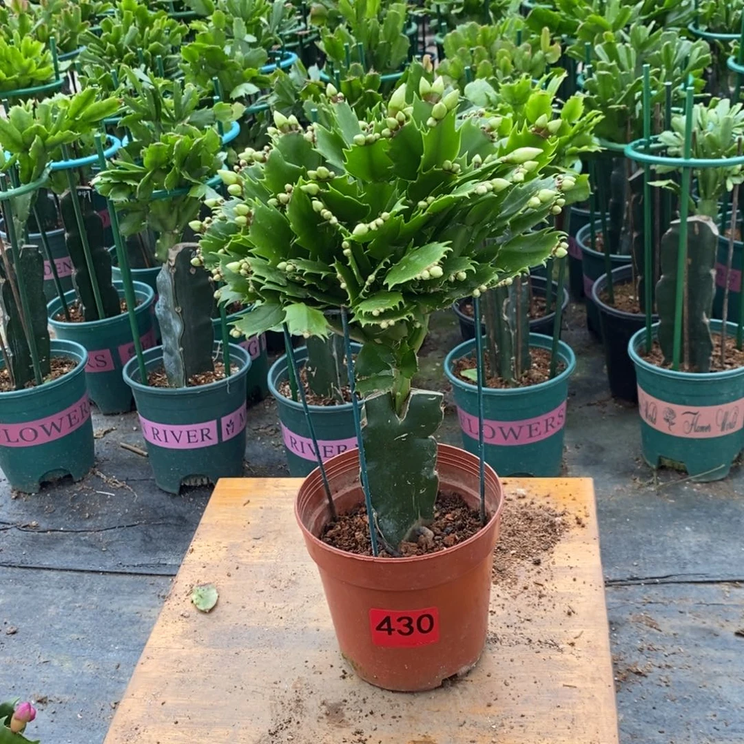 A***架完全开放430白玛丽