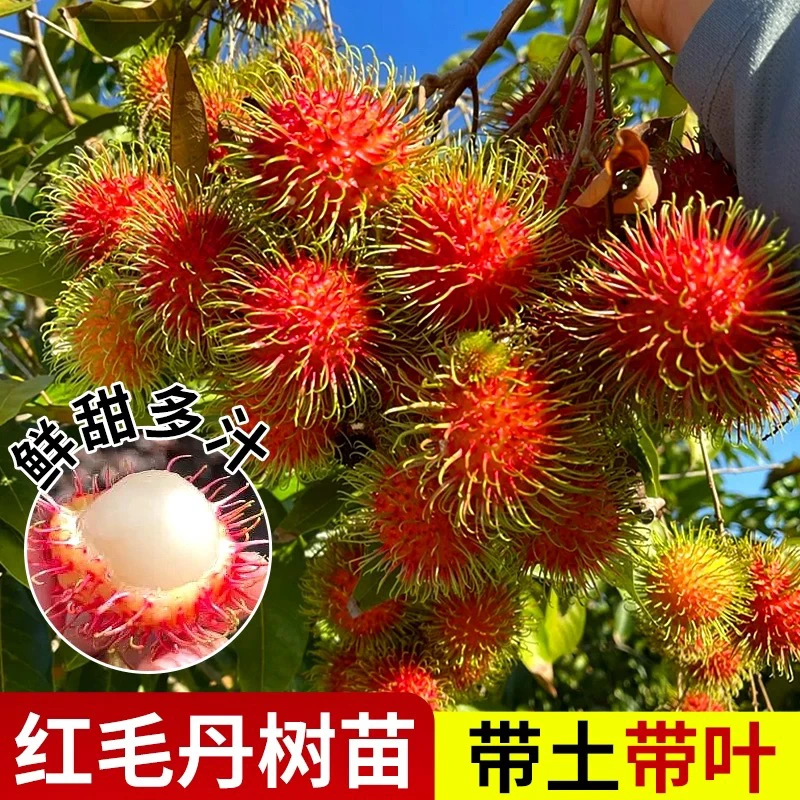 红毛丹树苗嫁接苗地栽盆栽果树苗