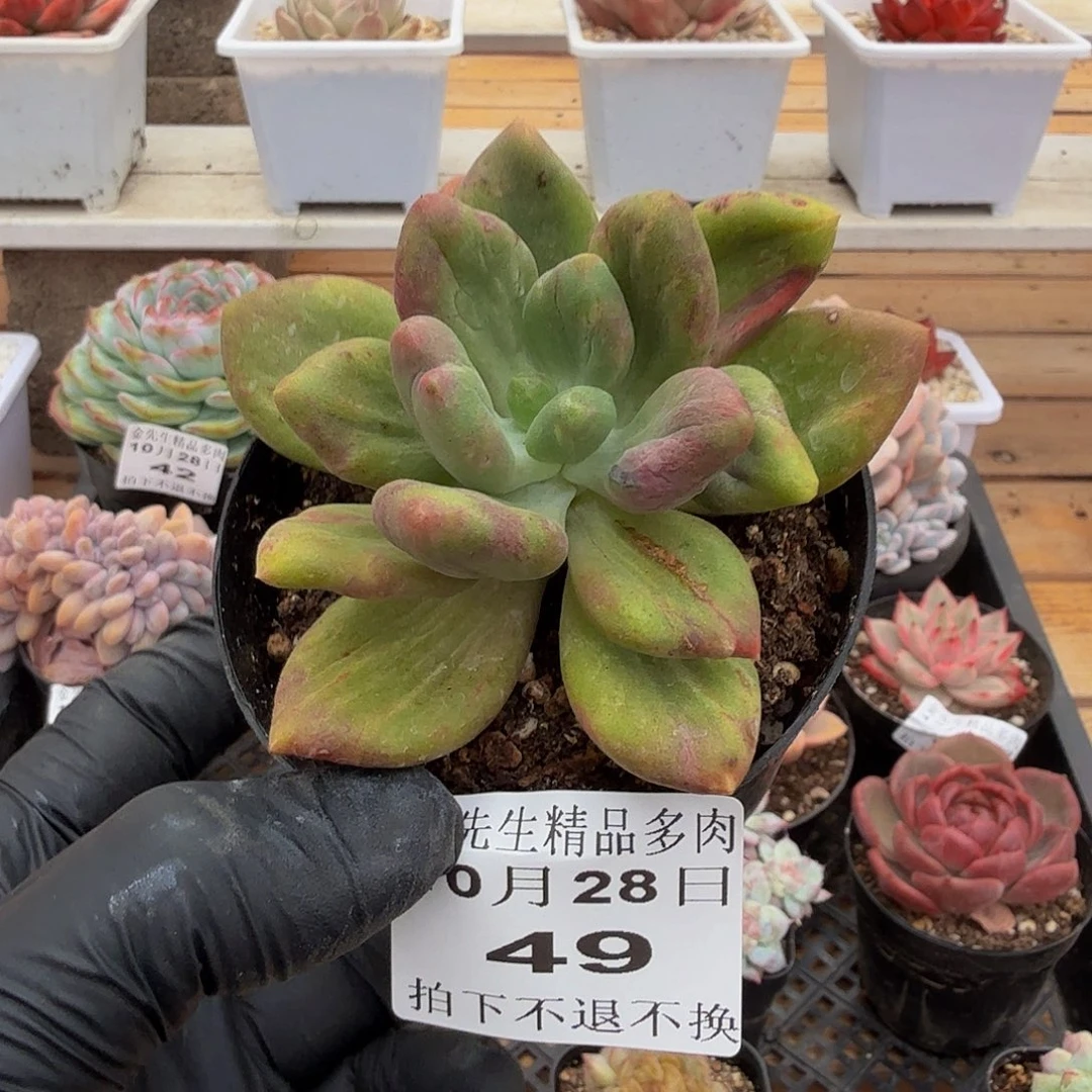 1028-49乌里韦亚锦