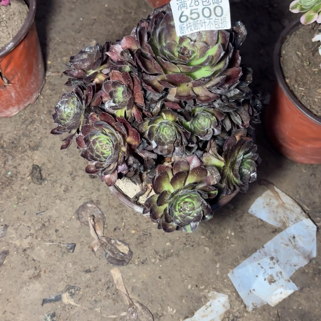 M. 6500黑美人多肉，ba