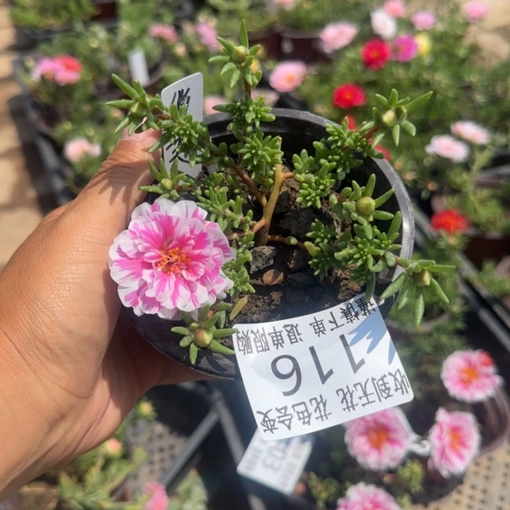 无花朵116俏芙蓉超小苗盆口10cm