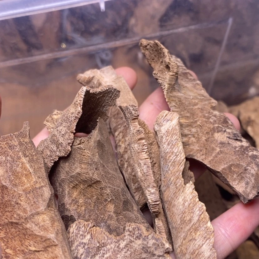 【闪购商品】香榧木芽庄鸡母虫10克