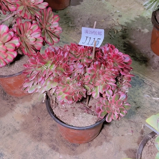 115粉女巫坠多肉植物