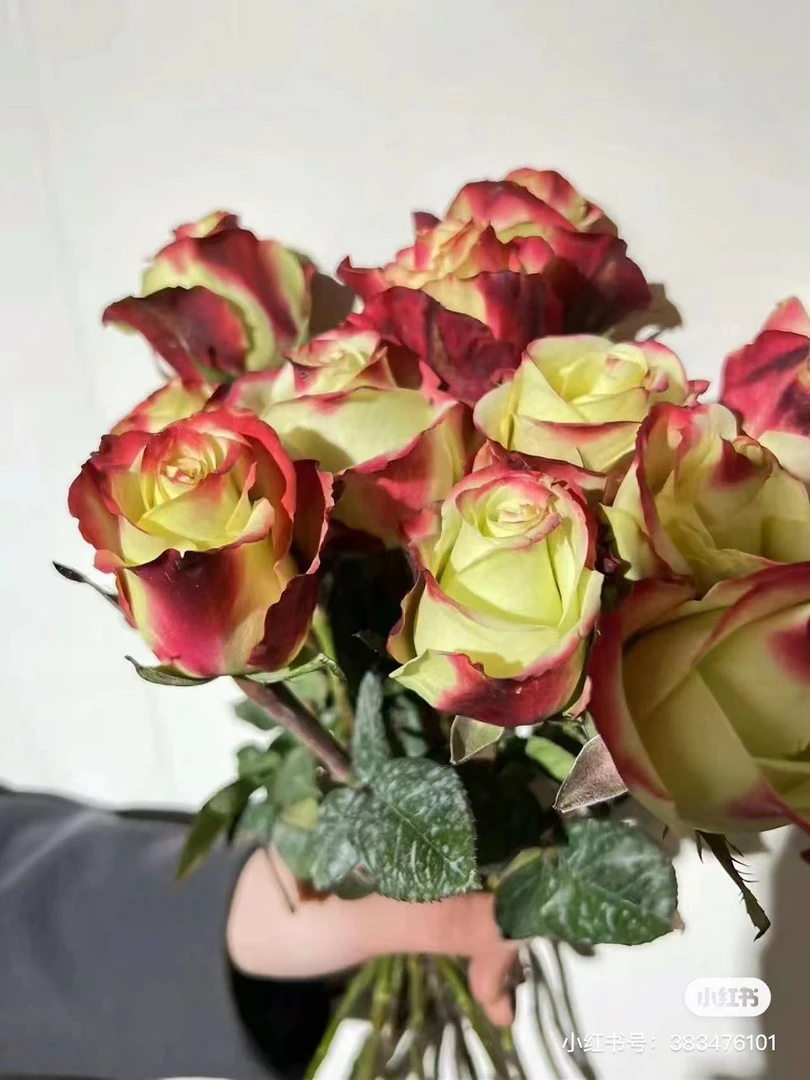 华尔琪  四季灌木月季