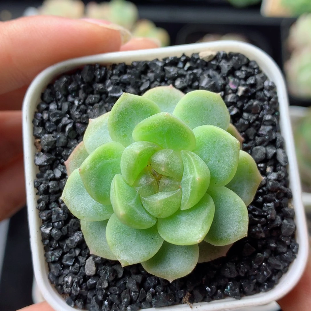 58包邮  群生不包整 96