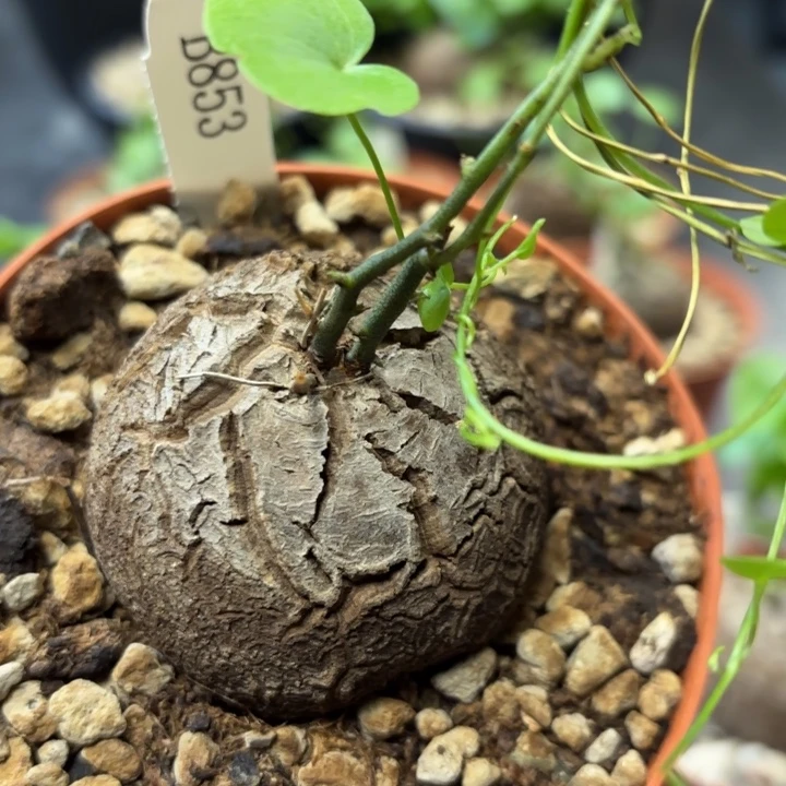 853龟甲龙不退不换