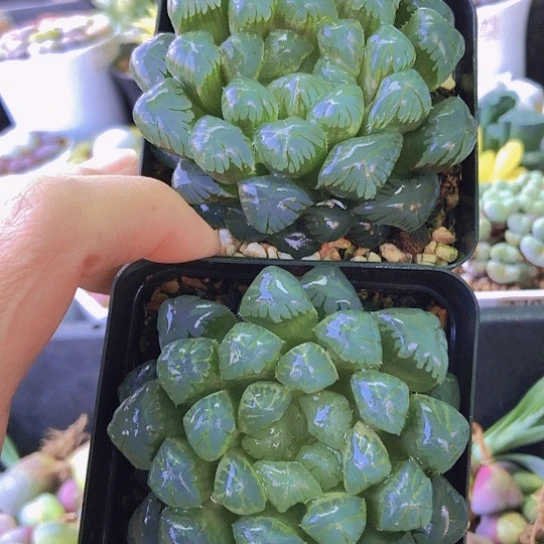 无花朵1272，两颗冰灯