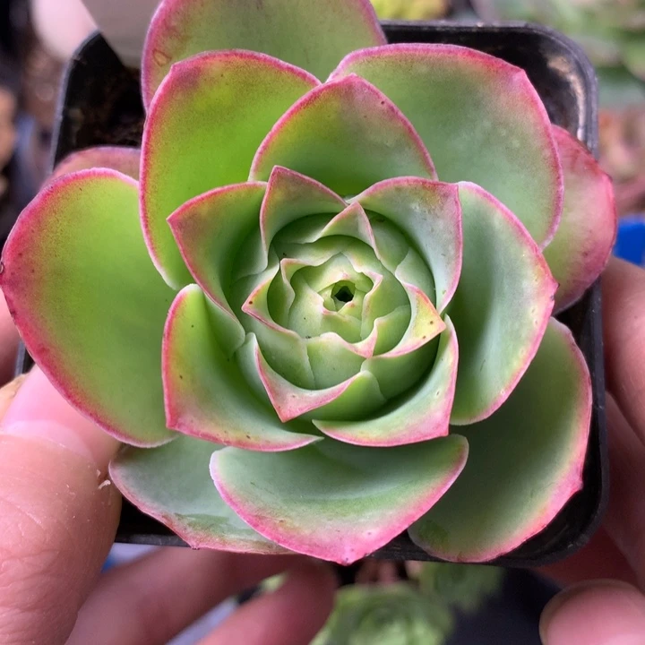 一物一拍星辰金凌006