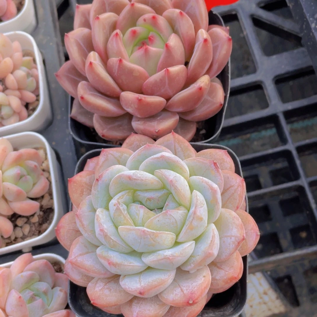 284号 大q橙加大珍妮