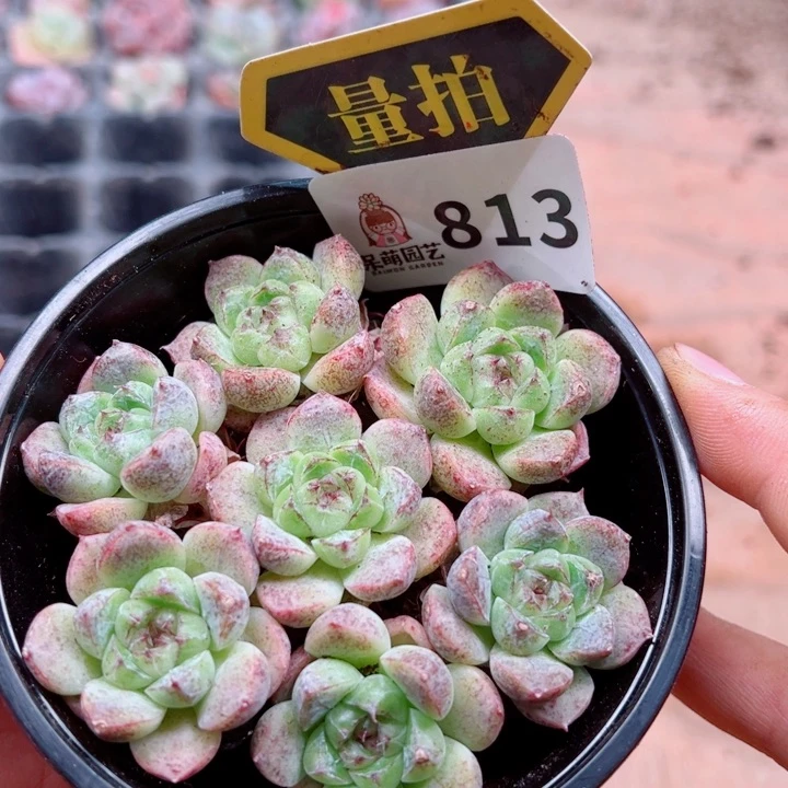 多肉植物多肉植物