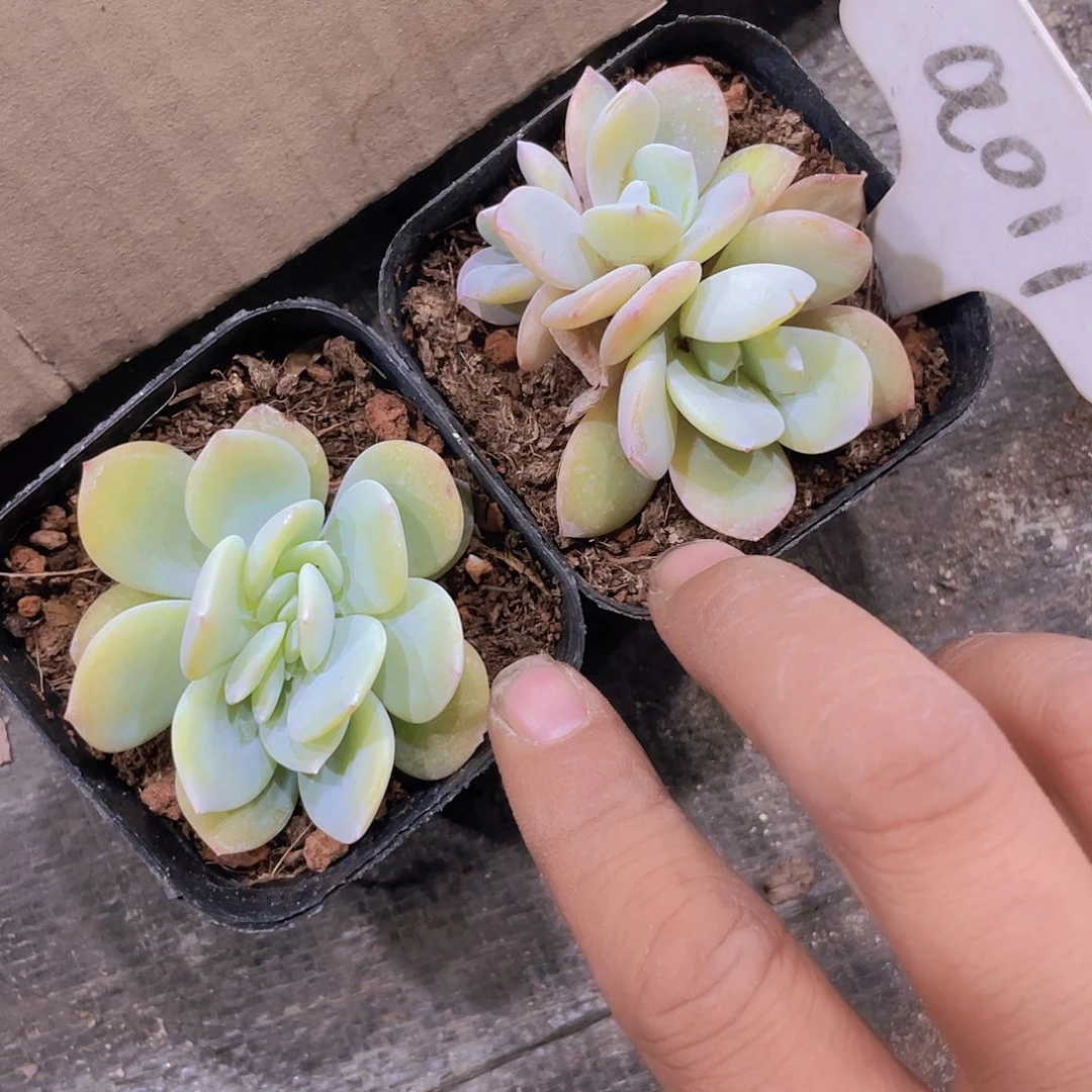 杨*奶茶a017一物一拍