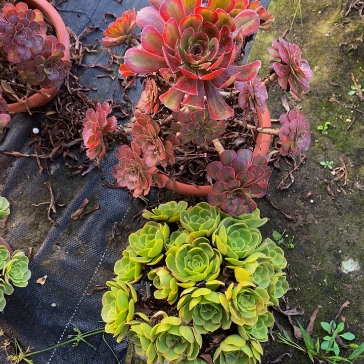 完全开放红锦鲤➕奶白多肉1颗