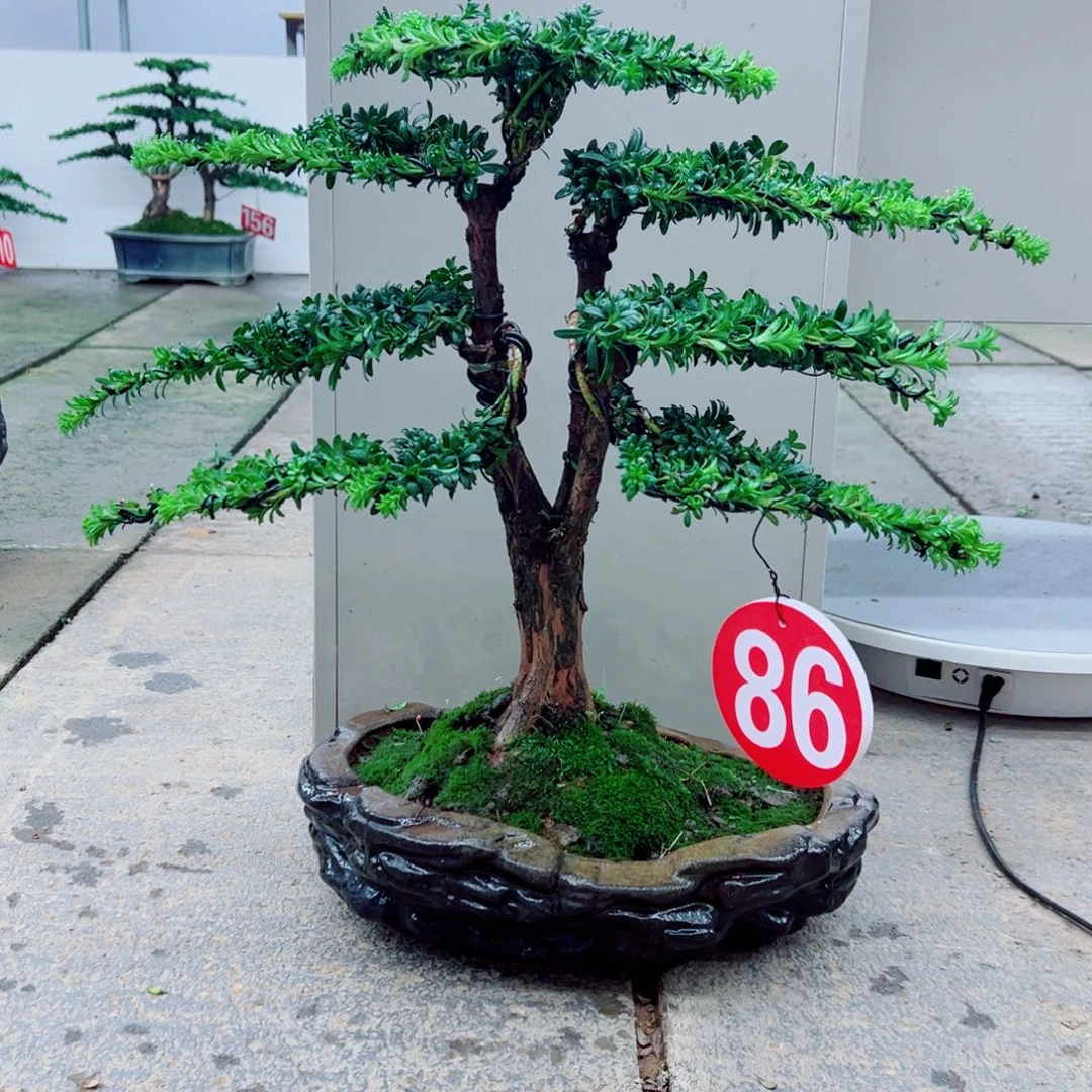 无花朵罗汉松盆景造型树形象设计作品