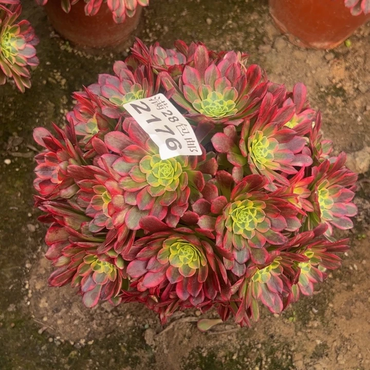 2176朝霞多肉植物