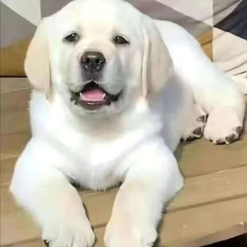 拉布拉多金毛边牧比格等多种幼犬宠物狗