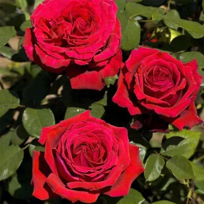 恩钿女士大苗浓香月季