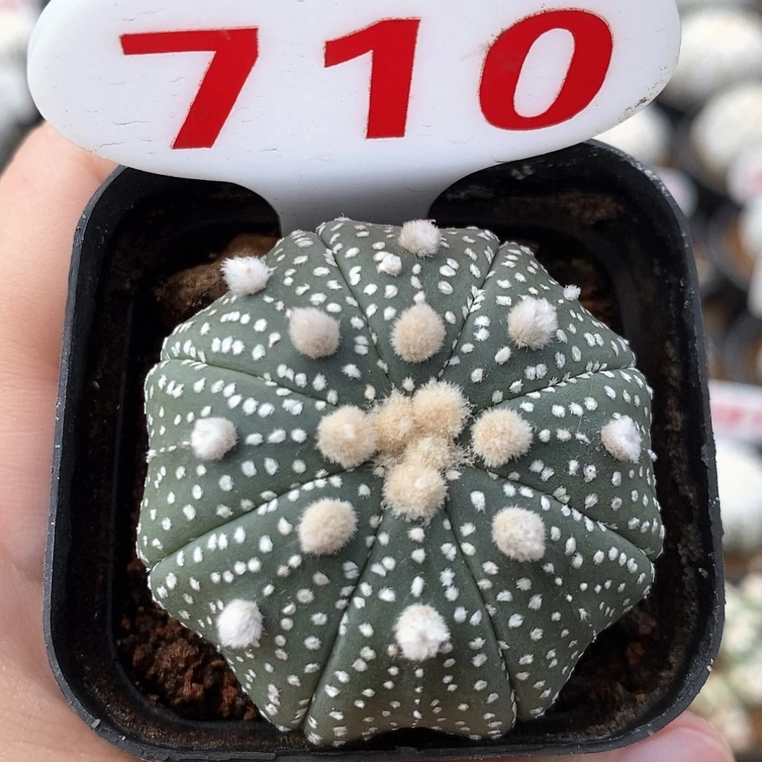用***5710海星兜系列产品福利