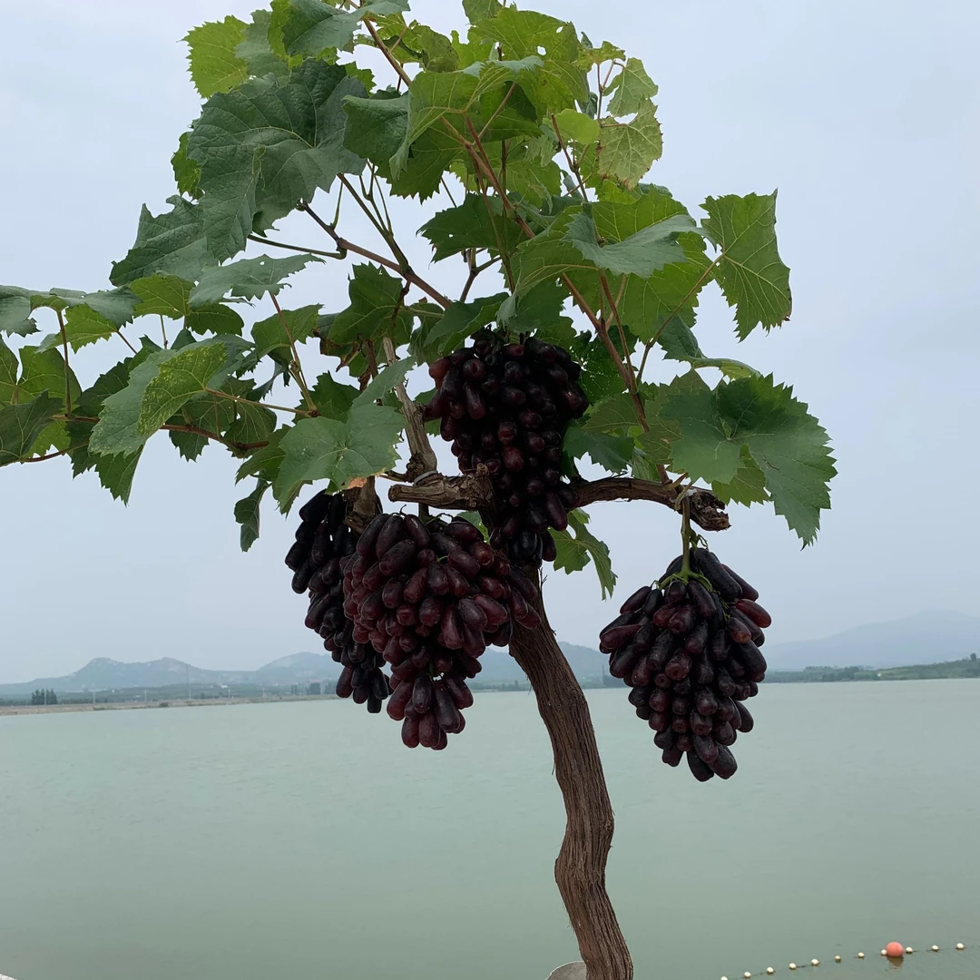 葡萄树树苗盆栽地栽别墅庭院景观