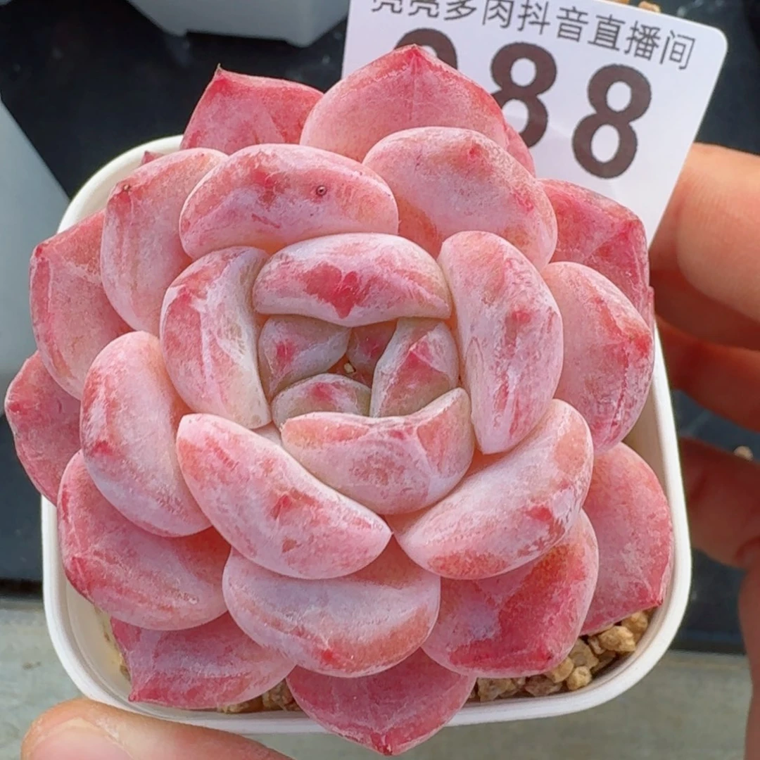 粉黛         精品多肉