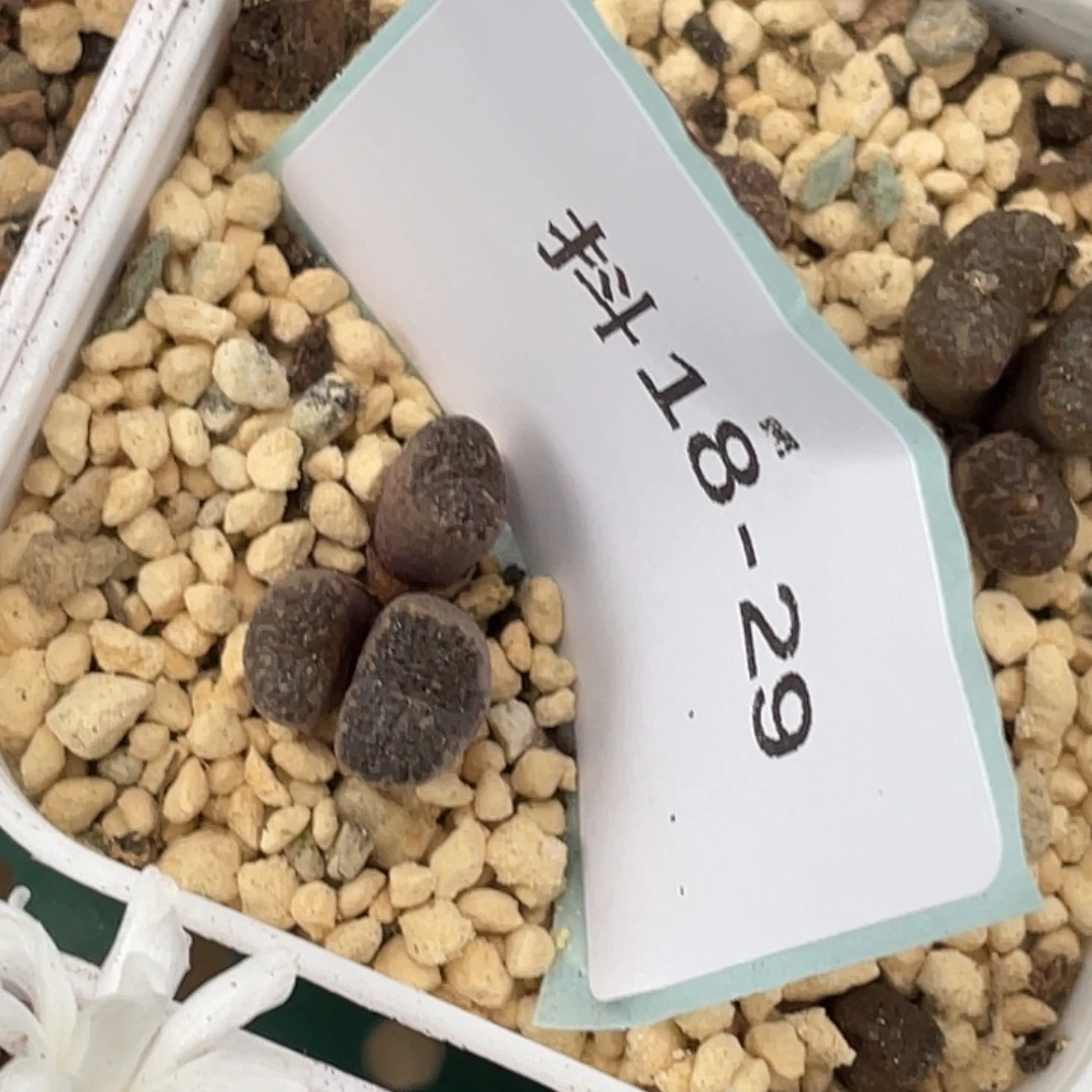 M***u18-29肉锥多肉植物