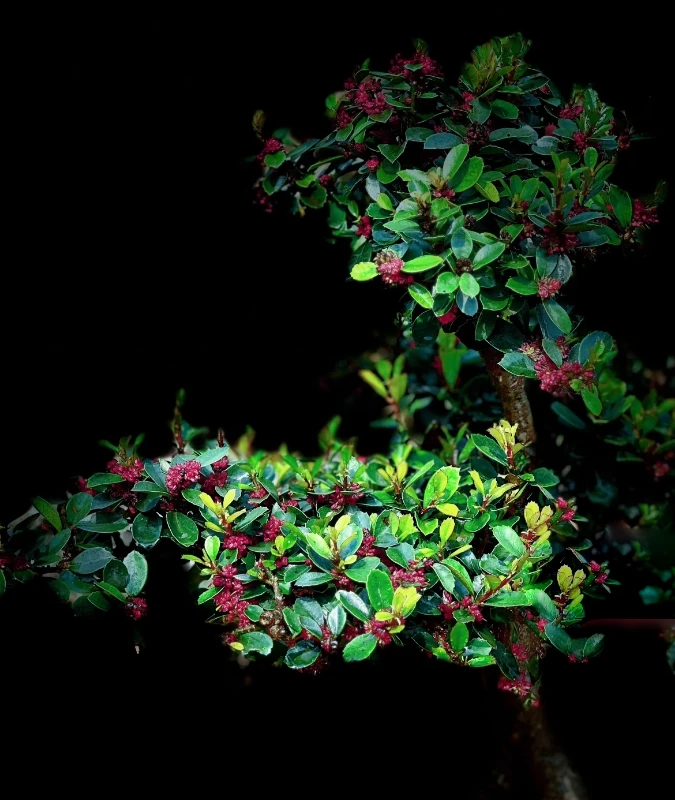 中华蚊母樌桩盆景绿植盆栽，四季常青，开花结籽，耐寒耐冻