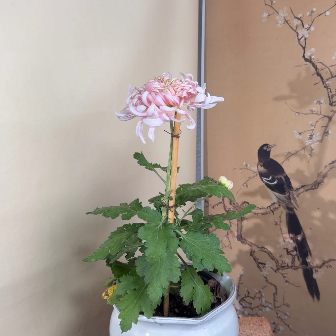 完全开放A6666666666