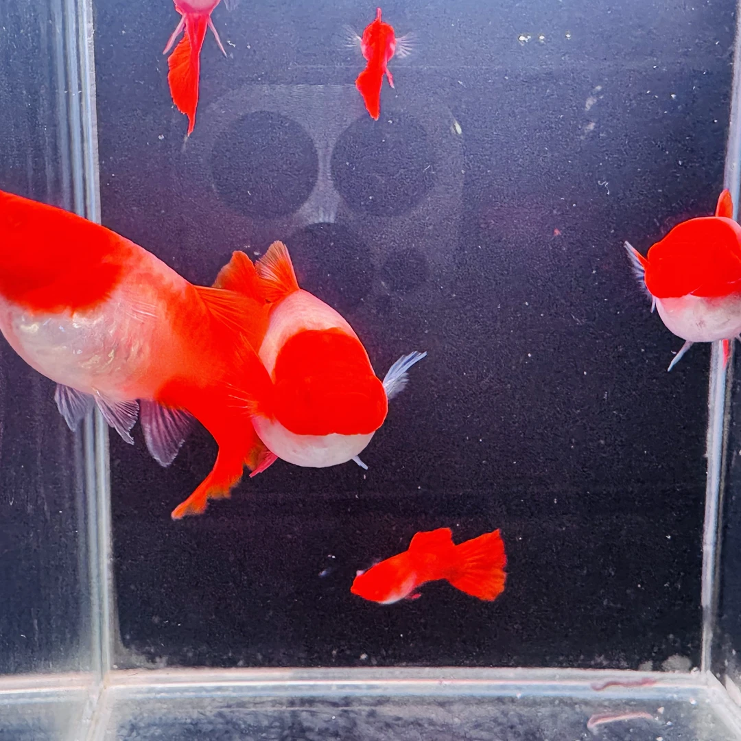 鸿运当头孔雀鱼凭开箱视频包路损 拍两对送一对备损